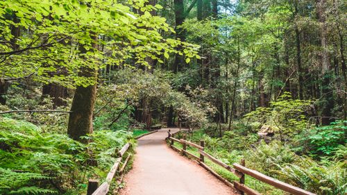 Free A tranquil forest scene with a wooden path through vibrant green trees and foliage. Stock Photo