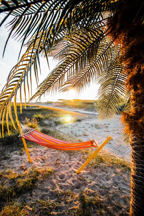 Free
A Hammock beside a Palm Tree Stock Photo