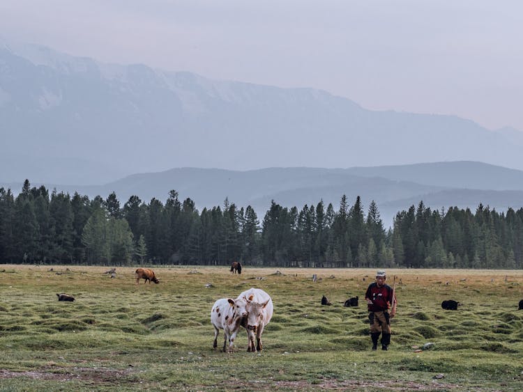 Herder With Cows On Pasture