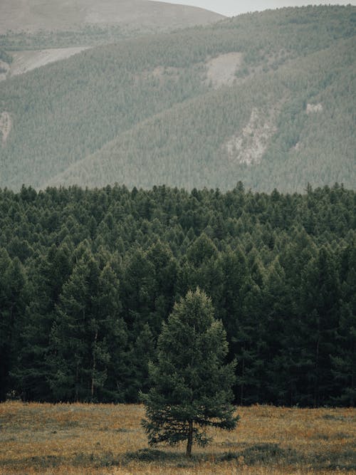 Kostenloses Stock Foto zu bäume, berge, bergwald