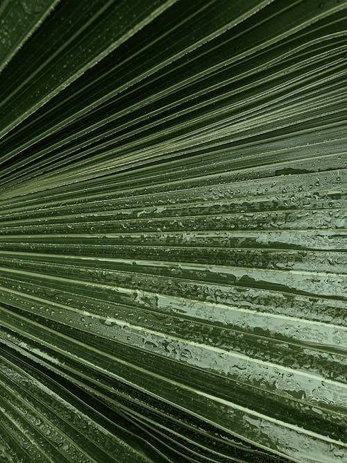 垂直拍摄, 棕榈叶, 植物群 的 免费素材图片
