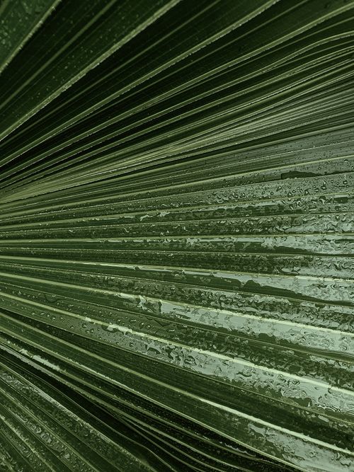 Free Detailed close-up of a green palm leaf with dew droplets. Stock Photo