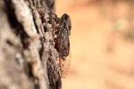 A Macro Shot of a Cicada