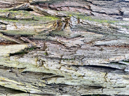 Free Brown and Black Wood Log Stock Photo