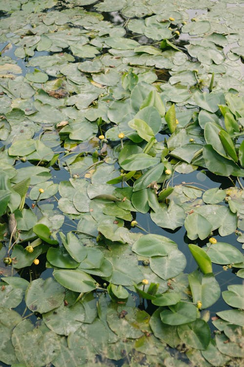 Green Leaves of Marsh Marigolds in a Pond
