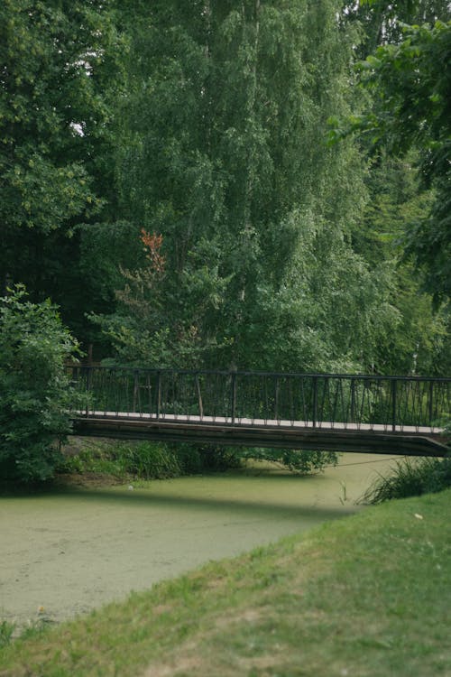 A Bridge over a River near Trees