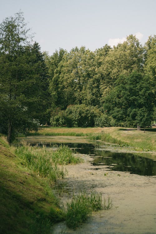 A River between Trees