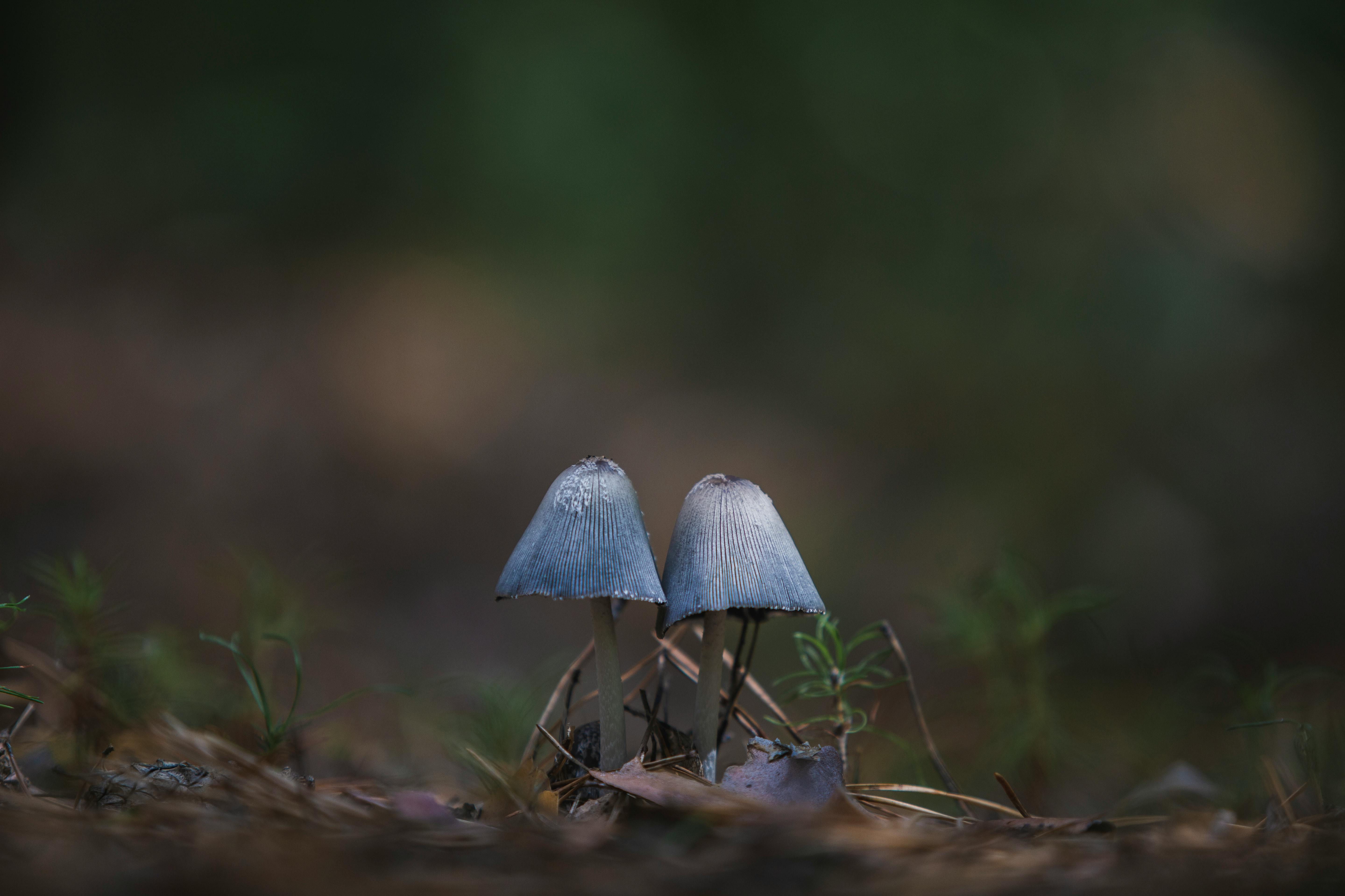 Close-up view of delicate mushrooms on a forest floor with blurred natural background.