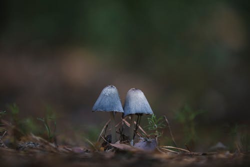 Free Macro Shot of Mushrooms  Stock Photo