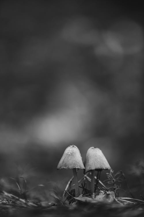 Monochrome Shot of Mushrooms