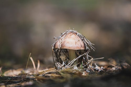 Macro Shot of a Mushroom