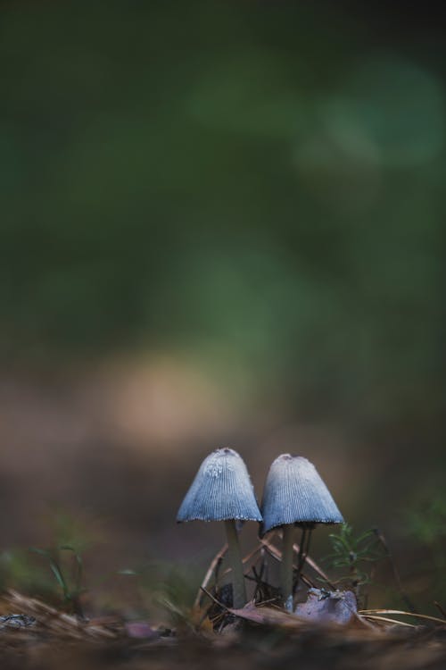 

A Close-Up Shot of Mushrooms