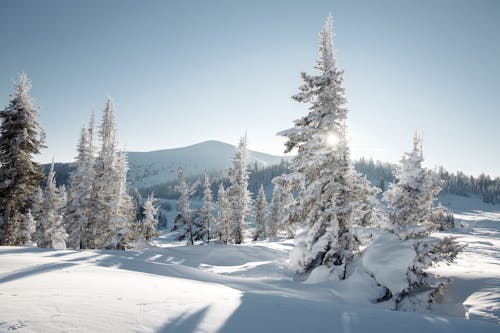 Snow-Covered Trees during Winter