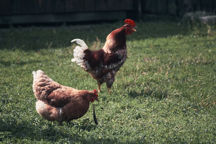 Close-Up Shot Of Chickens On Grass