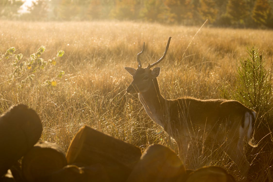 gratis Brown Deer, Omringd Door Gras Tijdens Zonsondergang Stockfoto