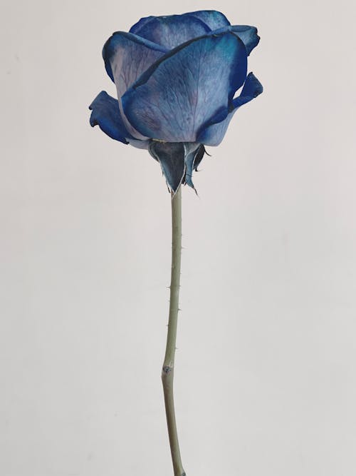 Kostnadsfri bild av blå, blomfotografi, blomma