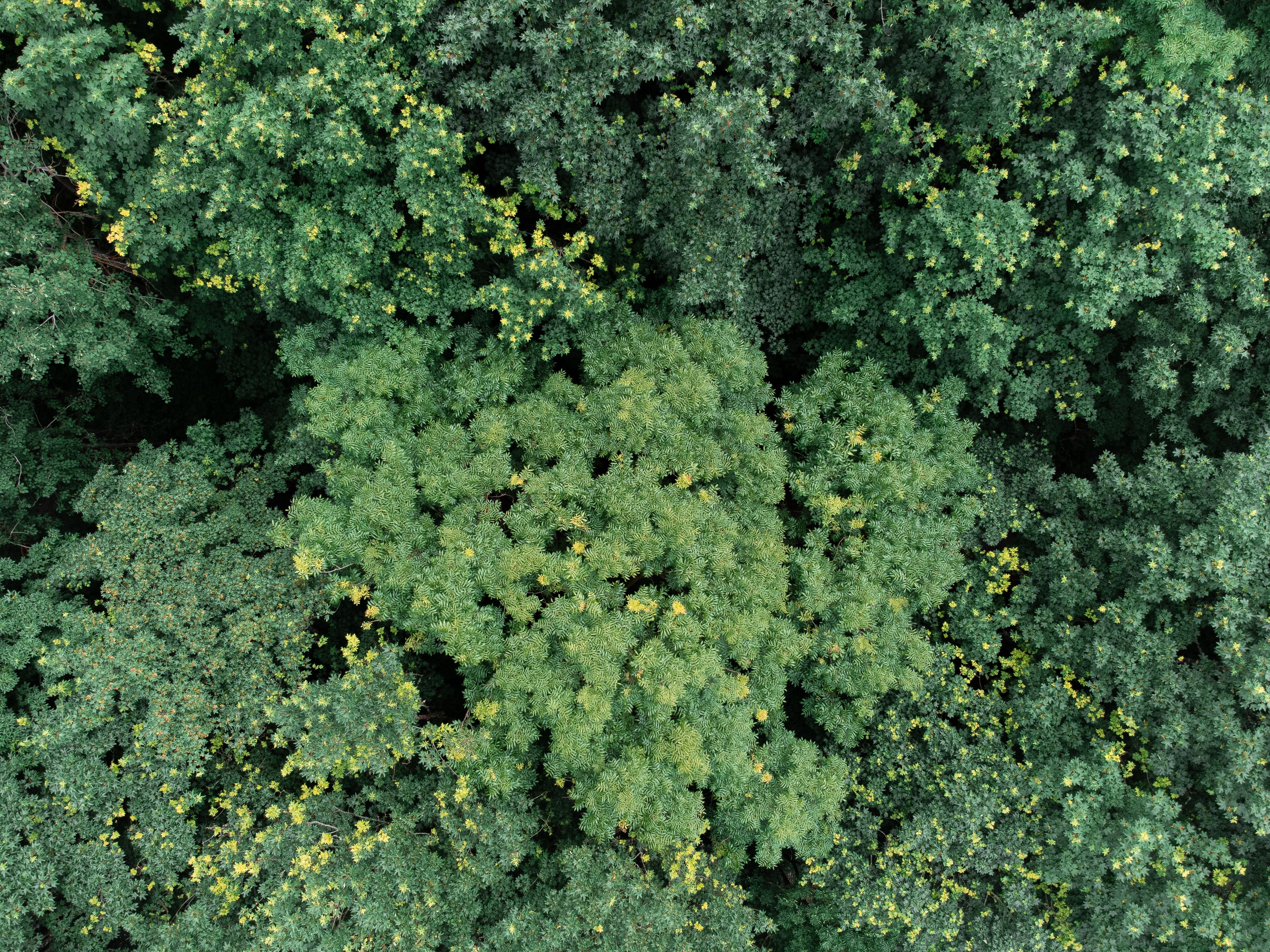 IT and Environmental, Social, and Corporate Governance (ESG), Part One: A CEO and Board Concern — Photo by Justin Wolfert on 