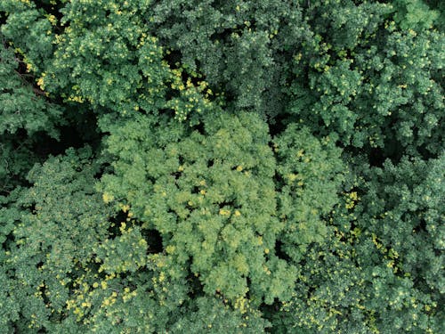 Aerial View of Trees with Green and Yellow Leaves 