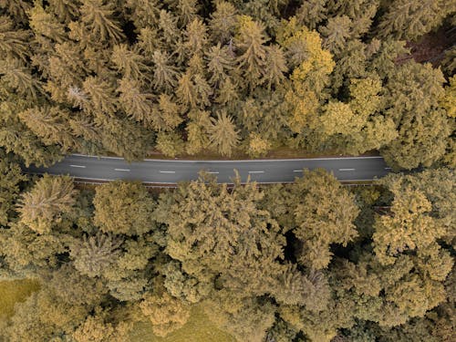 Foto profissional grátis de aerofotografia, árvores, campo