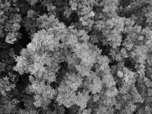 Free Black-and-white aerial photograph of dense tree foliage in Ilmenau, Germany. Stock Photo
