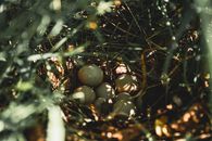 A Close-Up Shot of Eggs on a Bird Nest