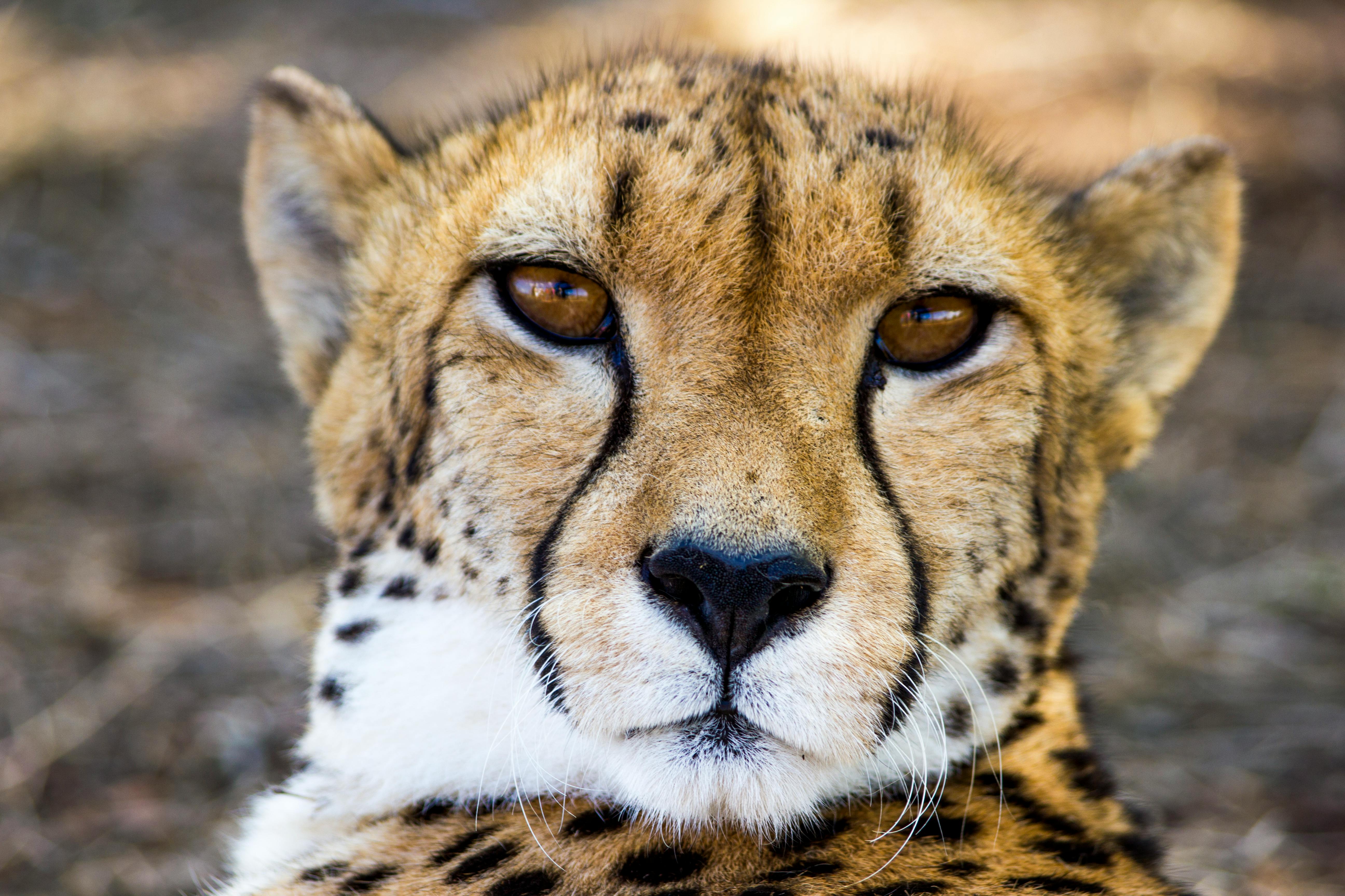 Cheetah Big Cat Predator Wildlife Animal Stare Look Blur Background 4K HD Cheetah  Wallpapers  HD Wallpapers  ID 112773