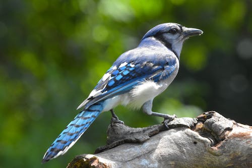 Blue and White Bird on Brown Tree Branch