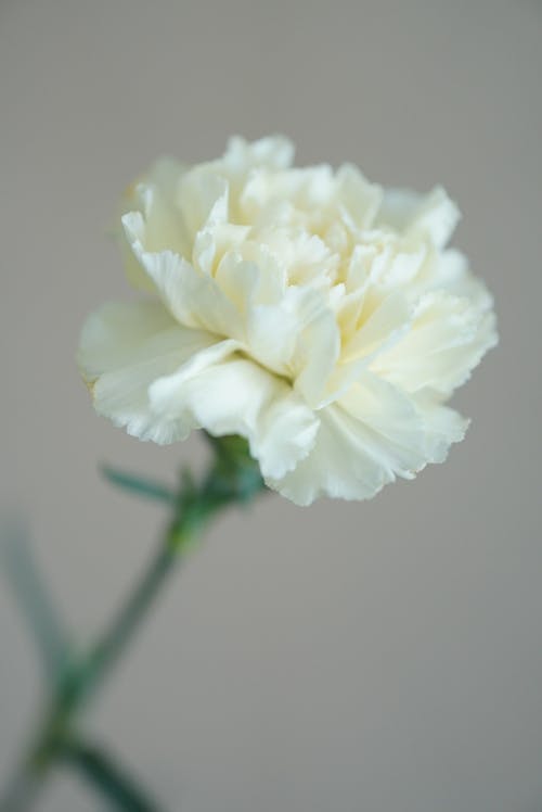 White Flower in Tilt Shift Lens