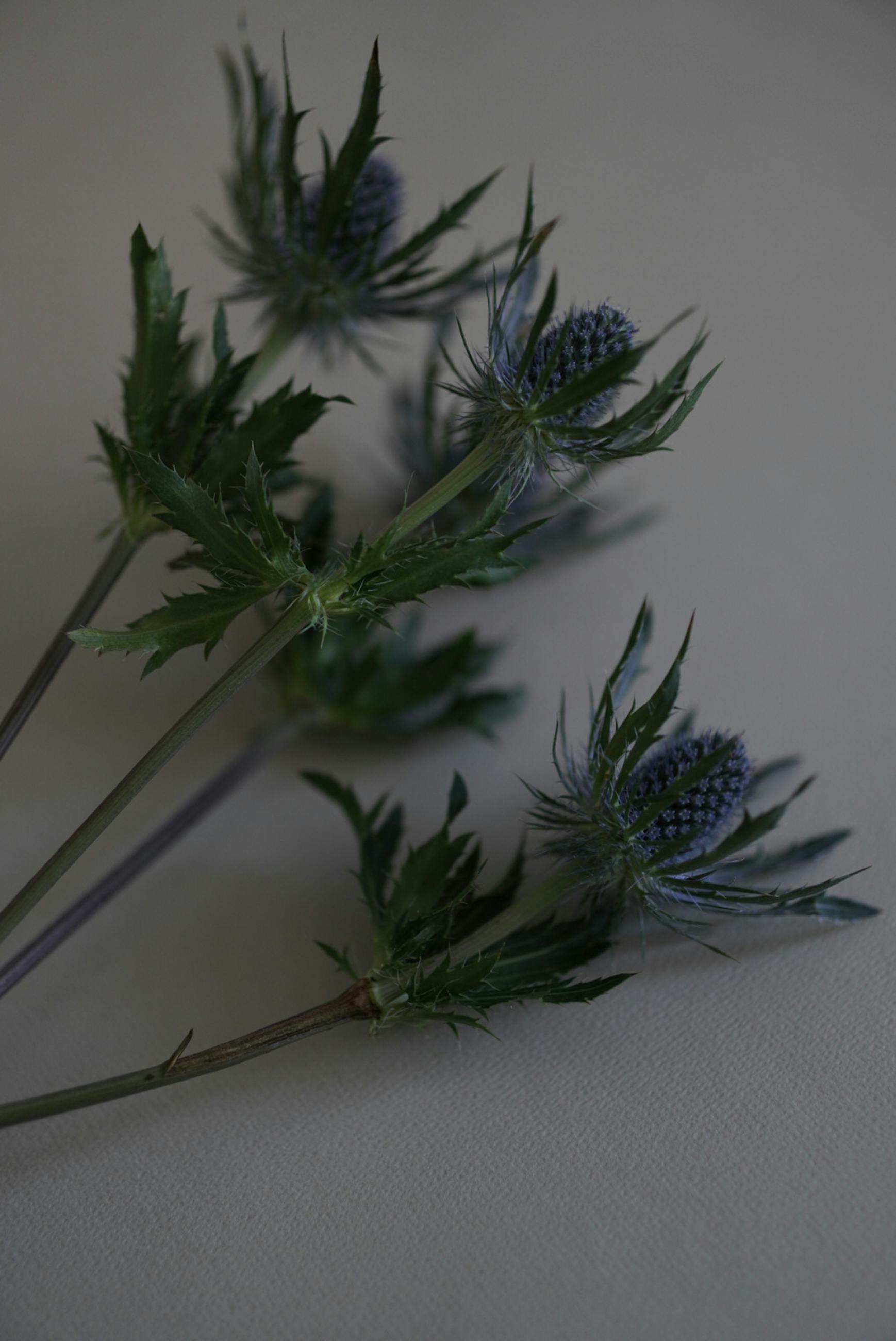 Eryngium alpinum