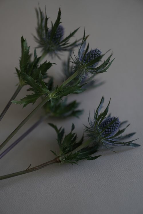 Free A detailed photo showcasing alpine sea holly with leaves and stems against a dark backdrop. Stock Photo