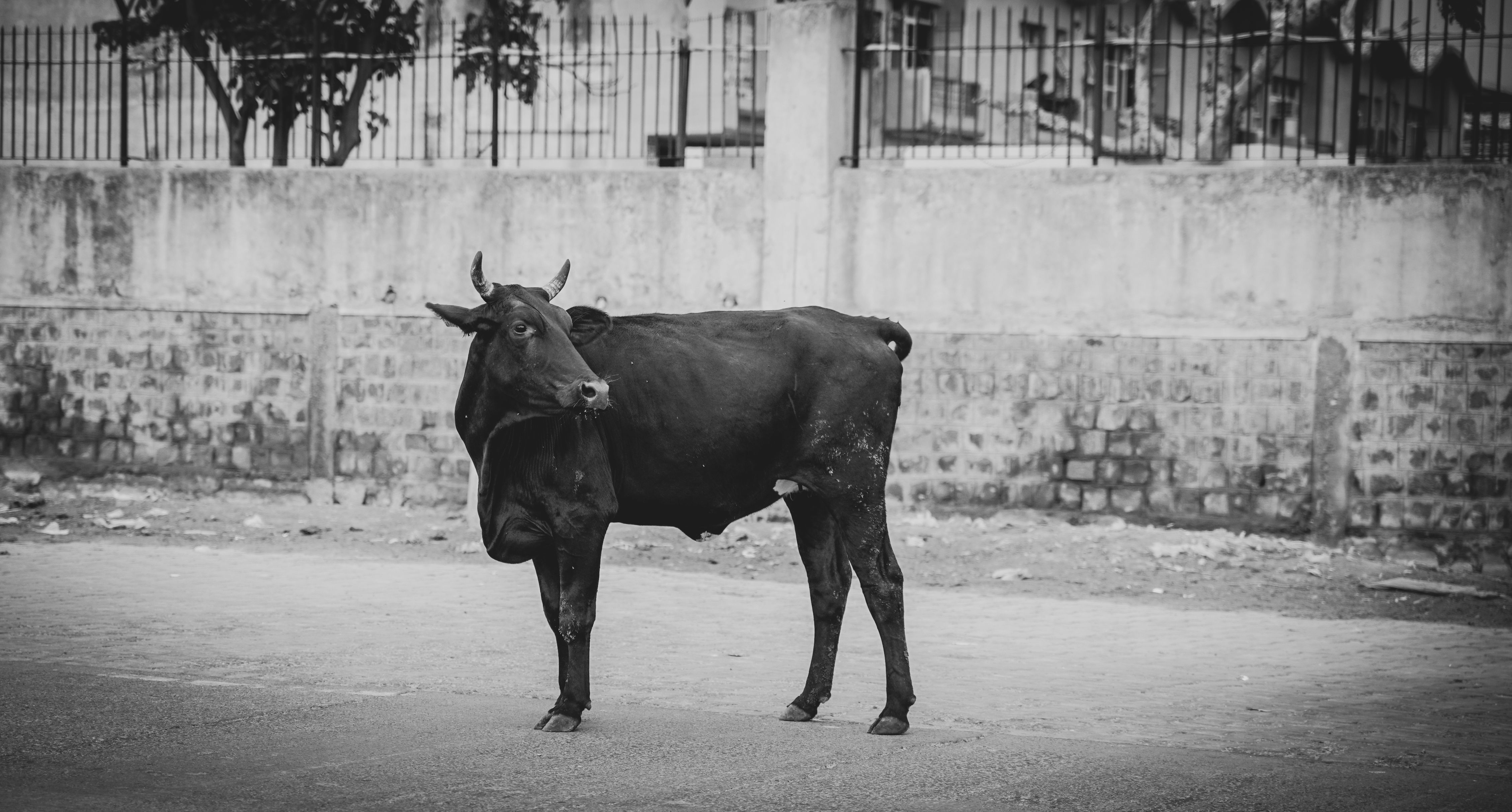 Featured image for the article: MCD seeks five cattle shelters as Delhi estimates 25,000 on streets