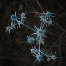 A Close-Up Shot of Blue Eryngo Flowers