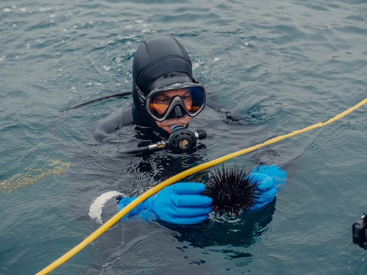 
A Diver Holding A Sea Urchin