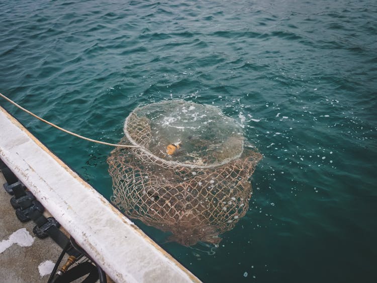 Fish Trap In Water