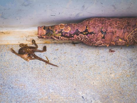 A small octopus crawling out of a coral-encrusted bottle on a textured surface.