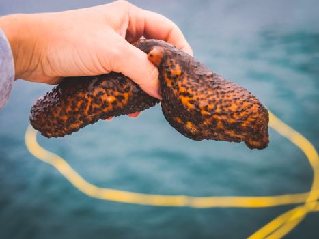 Person Holding a Warty Sea Cucumber