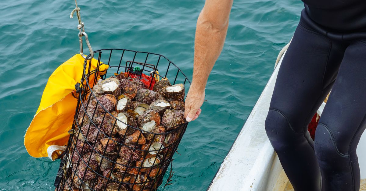 Rock Catch Net Free stock photo of 4k, animal pictures, aquaculture, aquatic, atlantic ...