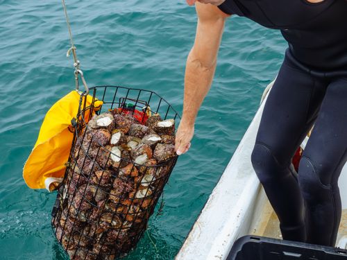 Free A diver in a wetsuit lifts a harvested batch of sea urchins from the ocean. Stock Photo