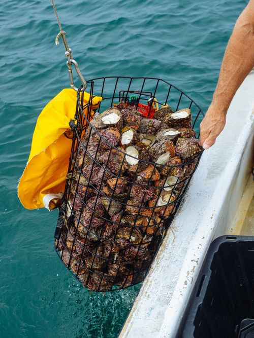 Free A basket of freshly caught seafood being lifted from the ocean surface. Stock Photo