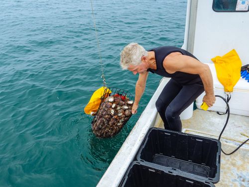 Free A fisherman in a wetsuit harvesting oysters from the sea, showcasing marine life and sustainable fishing. Stock Photo
