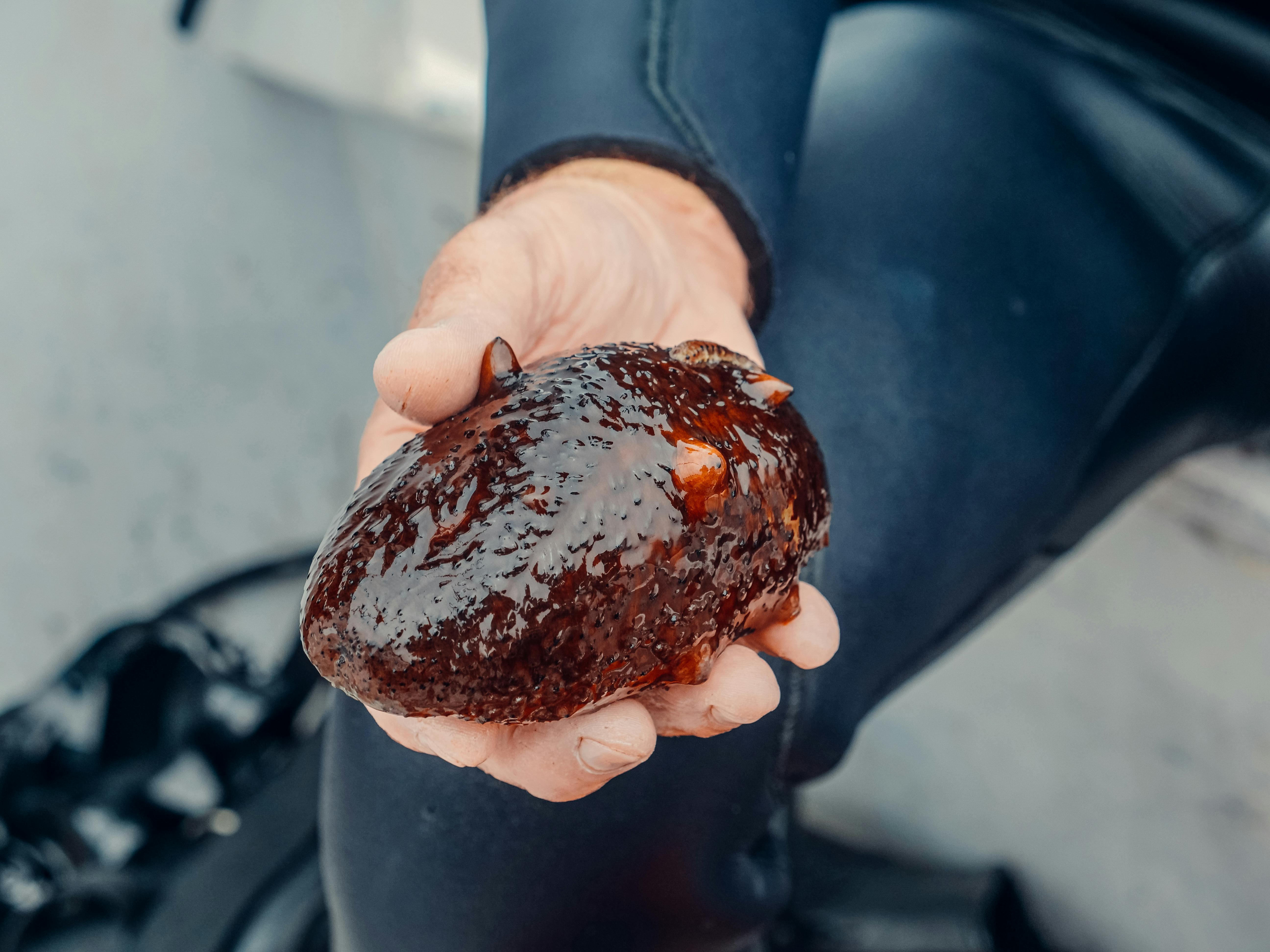 person holding brown and white stone