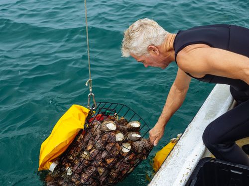 Free Man in wetsuit retrieving shellfish cage from the ocean on a fishing boat. Stock Photo