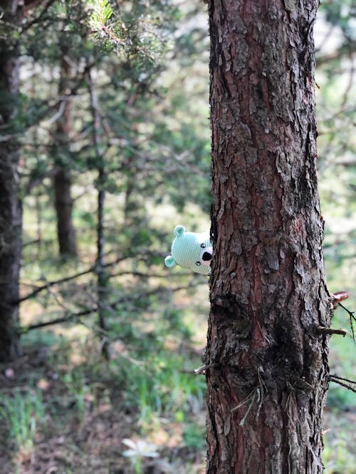 Foto d'estoc gratuïta de a l'aire lliure, natura, ós de joguina