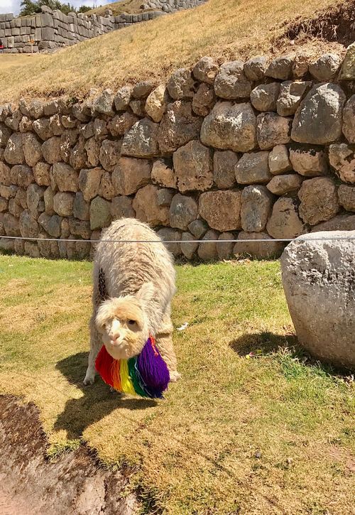 Free stock photo of llama, peru Stock Photo
