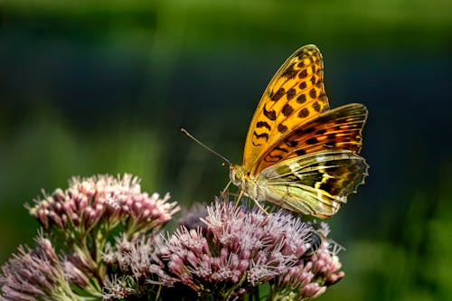 Close-Up Shot of a Butterfly on a Purple Flower