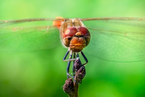 Free Close-Up Shot of a Dragonfly  Stock Photo