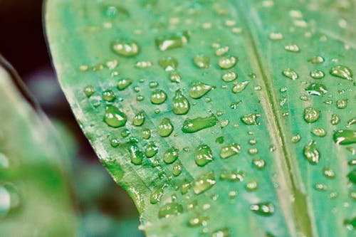 Free stock photo of leaf, raindrops, water drop photography Stock Photo