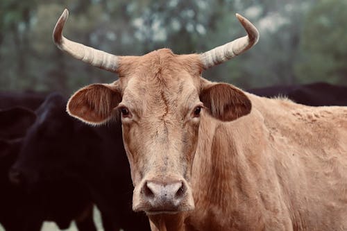 Free stock photo of bull, cow Stock Photo