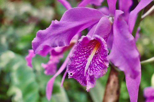 Free stock photo of blooming flowers, purple flower Stock Photo