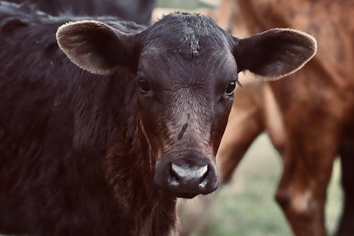 Free stock photo of calf, cow, farm Stock Photo